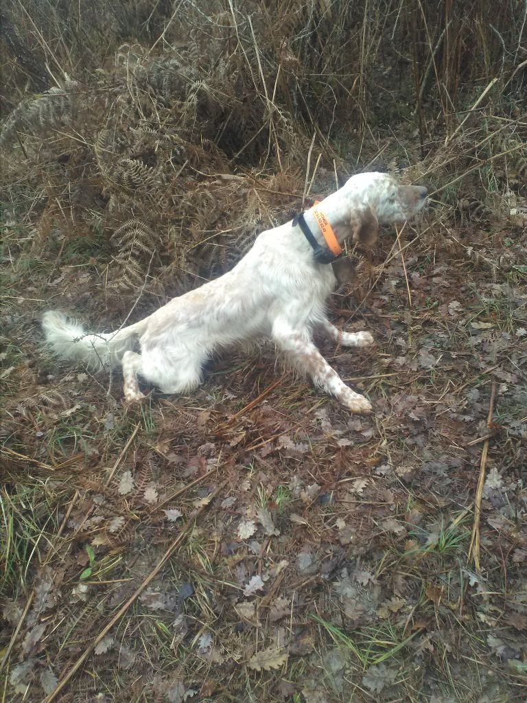 Miochie Des Bois De La Ligne